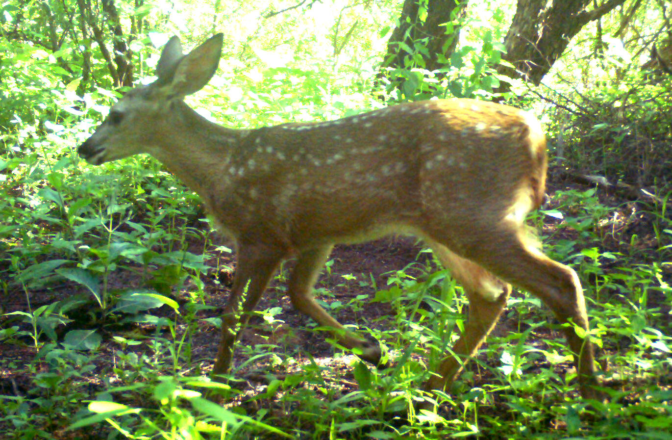 Wildlife, babies, Mexico